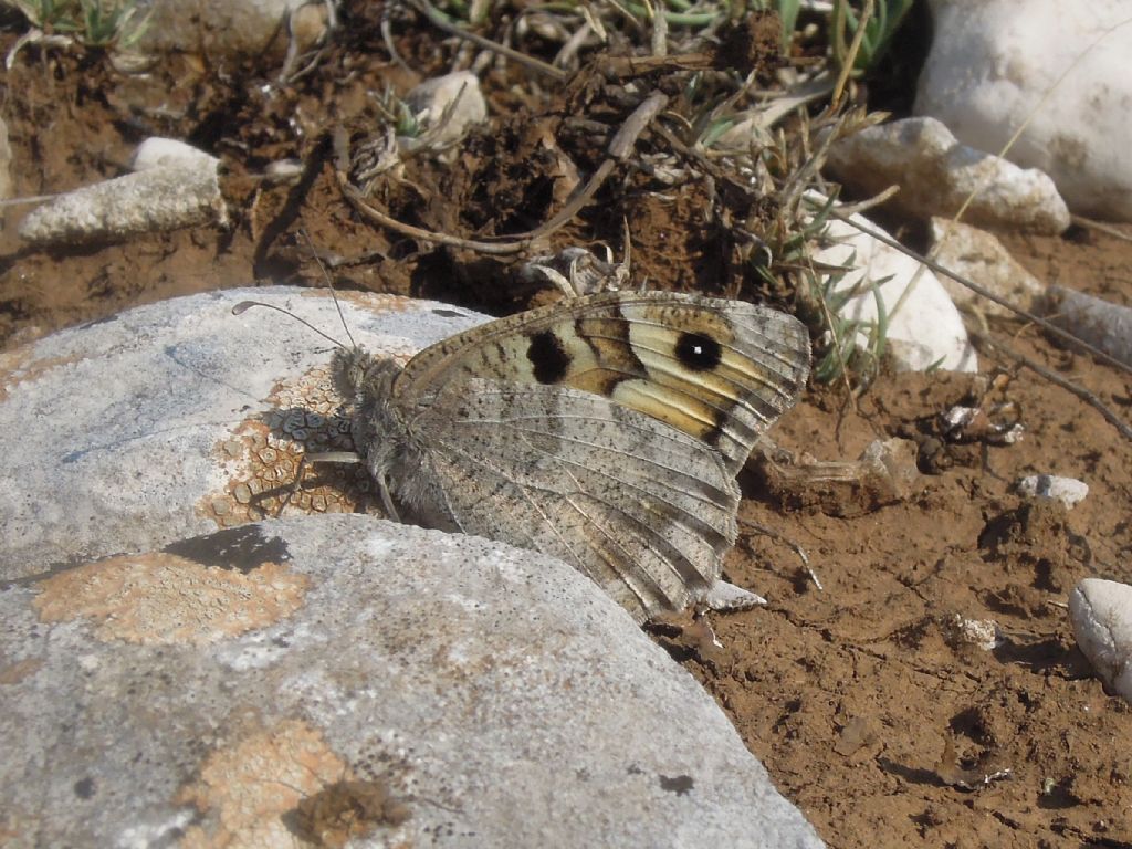 Chazara briseis (Nymphalidae)